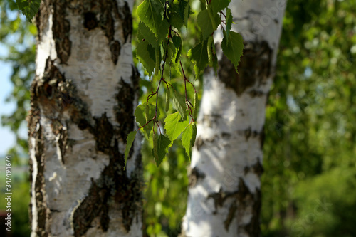Fototapeta Naklejka Na Ścianę i Meble -  Birch branch with foliage and earrings on a background of white trunks