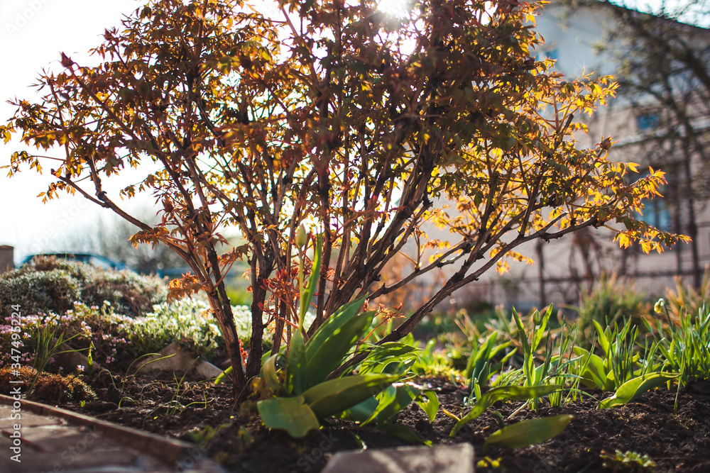 beautiful plants and flowers landscapes beautiful plants and flowers landscapes