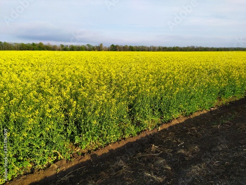 Yellow a beautiful field of flowers rapeseed and plowed land under a blue sky
