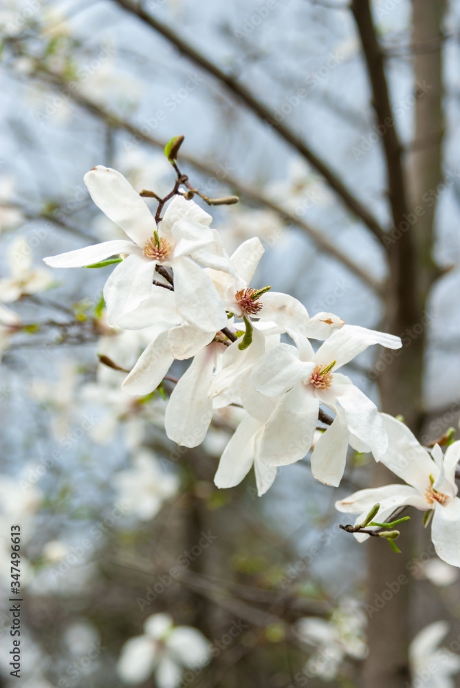 Nice white magnolia tree flowers spring sunny day nature awakening Nice white magnolia tree flowers spring sunny day nature awakening