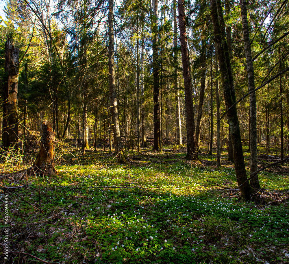 Fototapeta premium spring in the forest