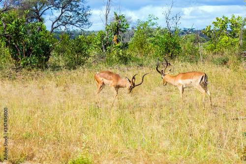 Duel of impala males for females © Kushnirov Avraham