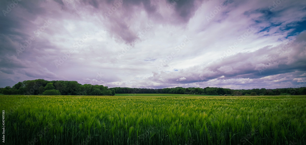 Beautiful landscape with green barley field and cloudy sky
