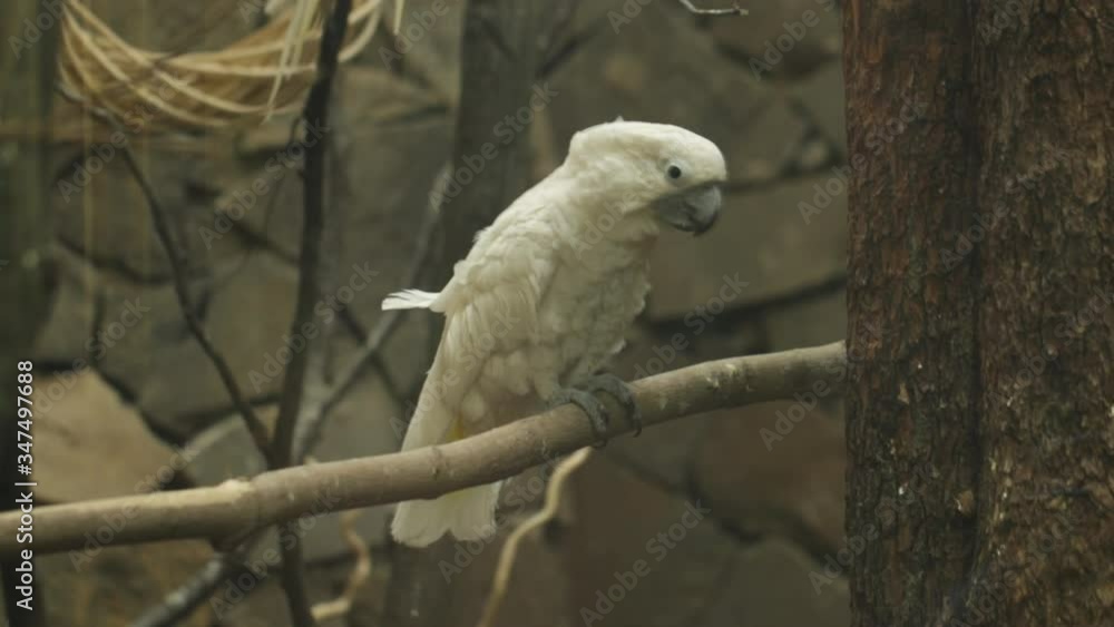 Cockatoo sits on a branch and eats a tree bark Cockatoo sits on a branch and eats a tree bark