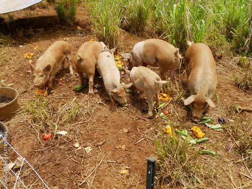Wallpaper Mural Pig Family Torontodigital.ca