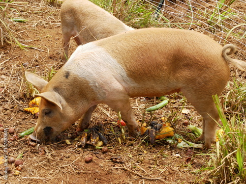 Wallpaper Mural Piggy Buffet Torontodigital.ca