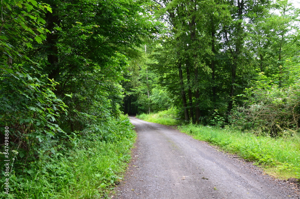 The wood in Stadtallendorf, Germany