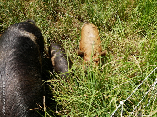 Wallpaper Mural Piglets in Field Torontodigital.ca