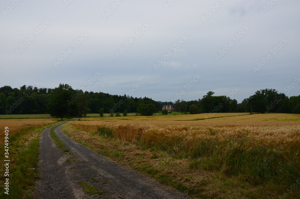 golden wheat field and sunny day