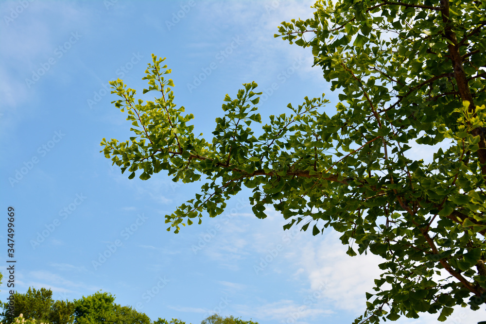 Junge Blätter vom Ginkgobaum, Ginkgo im Botanischen Garten in Gütersloh in NRW, Ginkgobaum, Ginkgo biloba Junge Blätter vom Ginkgobaum, Ginkgo im Botanischen Garten in Gütersloh in NRW, Ginkgobaum, Ginkgo biloba