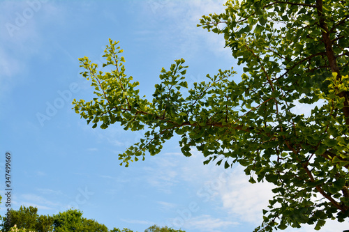 Junge Blätter vom Ginkgobaum, Ginkgo im Botanischen Garten in Gütersloh in NRW, Ginkgobaum, Ginkgo biloba