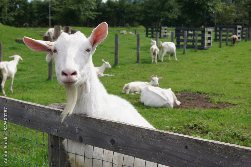 Fototapeta premium 北海道のヤギ