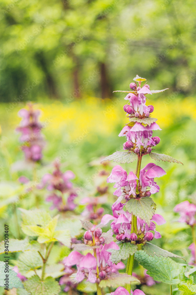 Fototapeta premium pink flowers in the spring garden