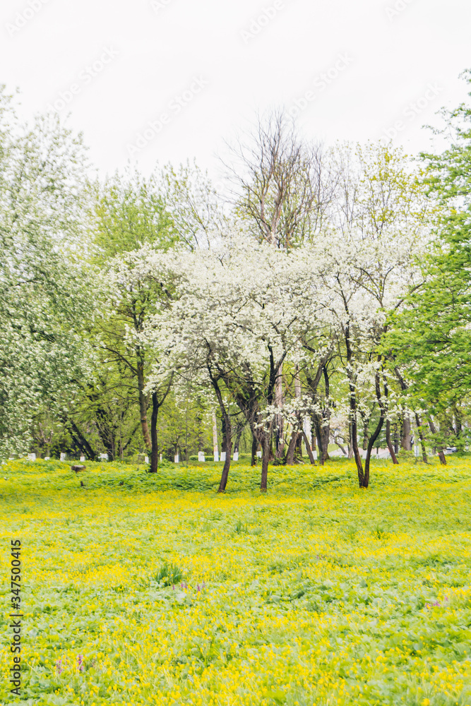 Obraz premium spring landscape with yellow flowers
