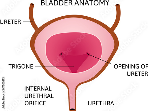 urinary bladder or simply bladder with inscriptions on it. simple vector
