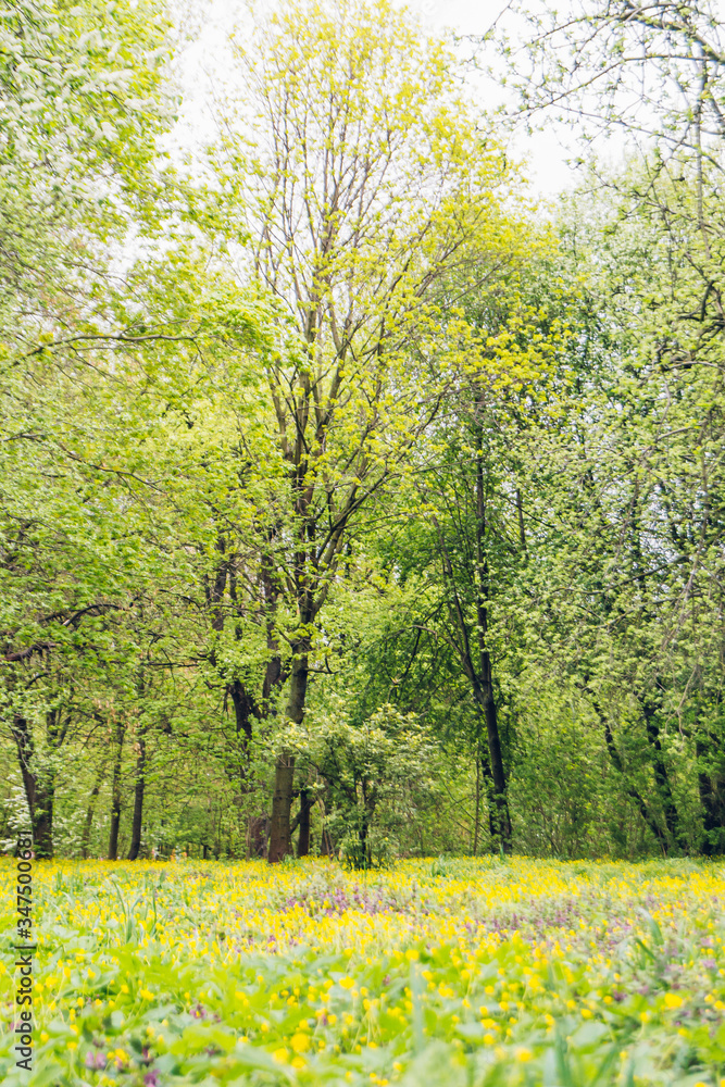 spring landscape with yellow flowers