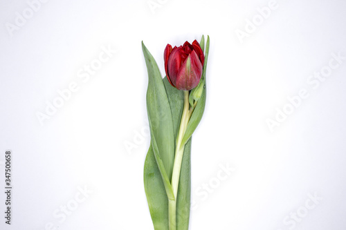 Beautiful tulips. Red peony tulips. Peony tulips from the garden. Blooming peony tulips. Isolated on a white background.
