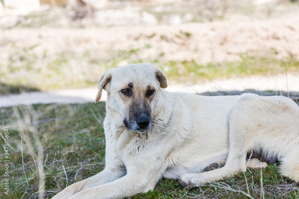 The Kangal Shepherd Dog sitting on grassland in Goreme town, Cappadocia, a breed of large livestock guardian dog in Sivas, Turkey The Kangal Shepherd Dog sitting on grassland in Goreme town, Cappadocia, a breed of large livestock guardian dog in Sivas, Turkey