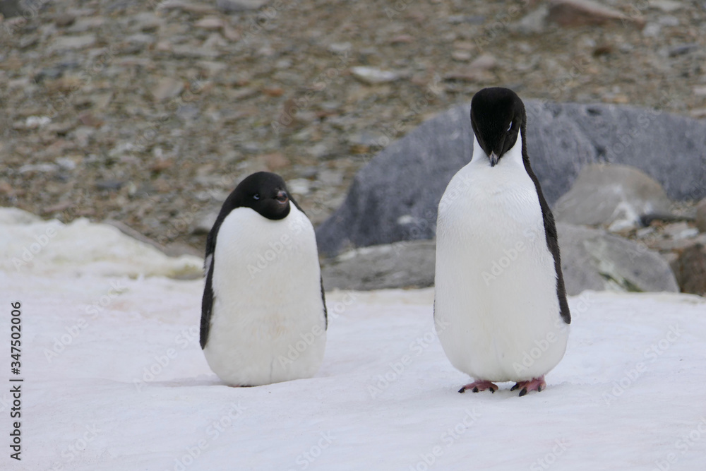 Obraz premium Adelie penguins sitting on snow, Antarctica