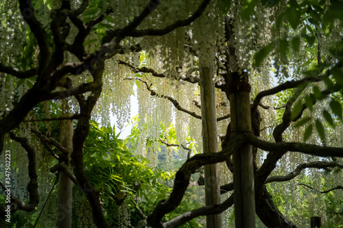Tunnel view of white wisteria blossoms in full bloom surrounded by tree trunks at the park
