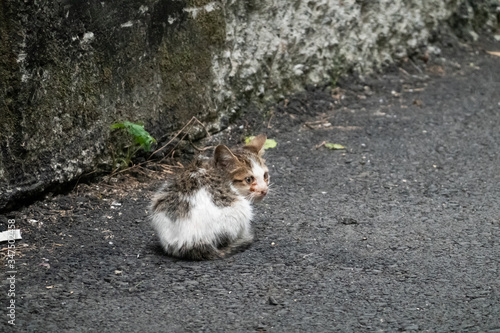 little young stray cat sit