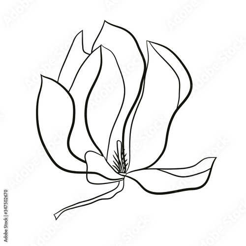 Flower element of magnolia  blooming for graphic design. Sign to decorate cards, logo, posters, stickers, packing, social media, prints textile. Stock vector illustration. Isolated on white background