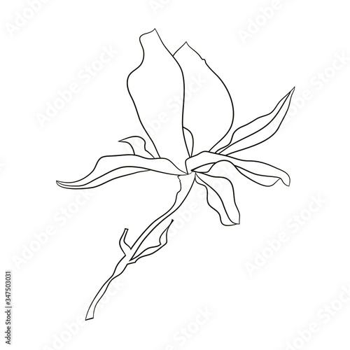 Flower element of magnolia blooming for graphic design. Fit for decorate cards, logo, posters, stickers, packing, social media, prints textile. Stock vector  illustration. Isolated on white background