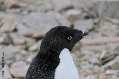 Curious adelie penguin looking into camera  penguin colony  Antarctica