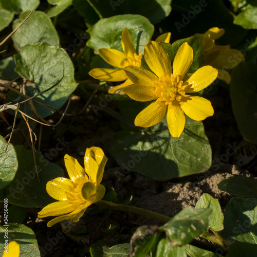 Yellow flower blooming - Caltha palustris  Kingcup  Marsh Marigold. Early spring blossom. Small golden flowers  perennial herbaceous plant of the buttercup family.