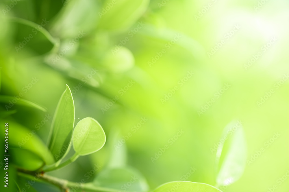 Closeup beautiful view of nature green leaves on blurred greenery tree background with sunlight in public garden park. It is landscape ecology and copy space for wallpaper and backdrop. Closeup beautiful view of nature green leaves on blurred greenery tree background with sunlight in public garden park. It is landscape ecology and copy space for wallpaper and backdrop.