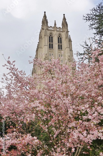 View of the Cathedral Church of Saint Peter and Saint Paul in the City and Diocese of Washington (Washington National Cathedral) in Washington, DC during cherry blossom season