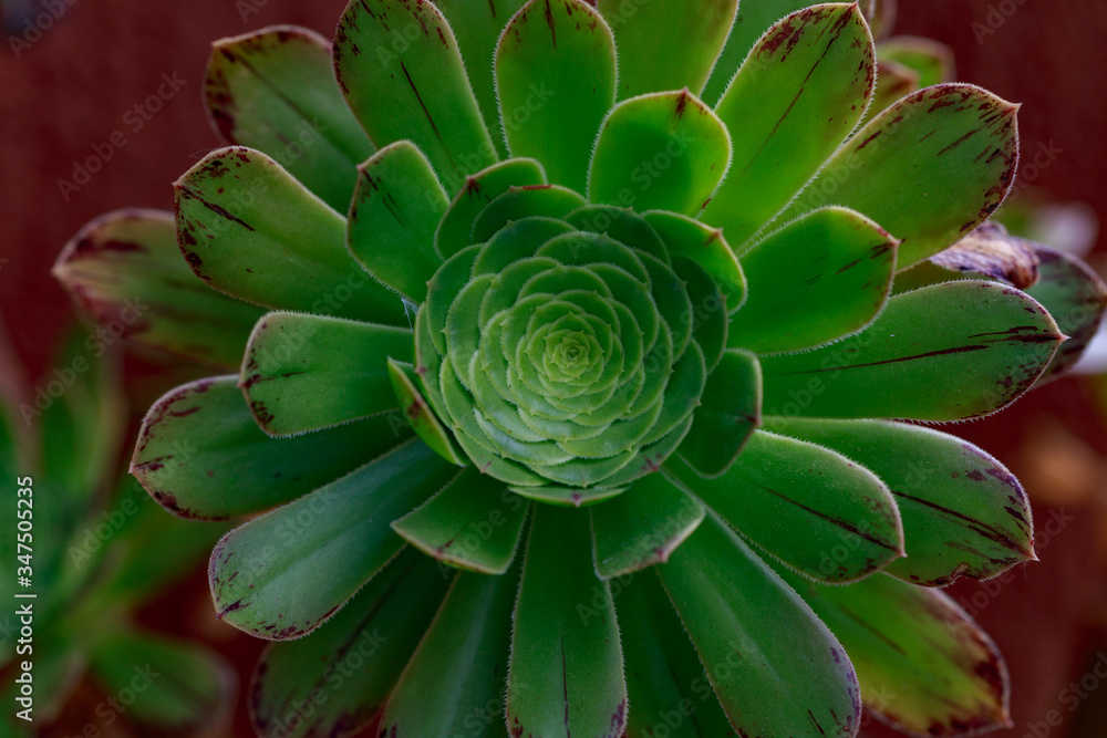the tree houseleeks, Saucer-plant (Aeonium undulatum) the tree houseleeks, Saucer-plant (Aeonium undulatum)