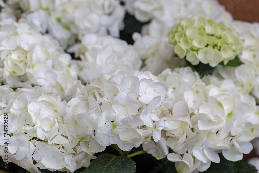 hydrangea or hortensia, white flowers hydrangea or hortensia, white flowers