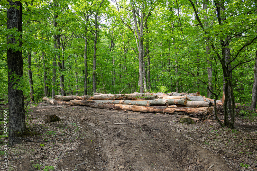 Illegal logging and removal of forests Illegal logging and removal of forests