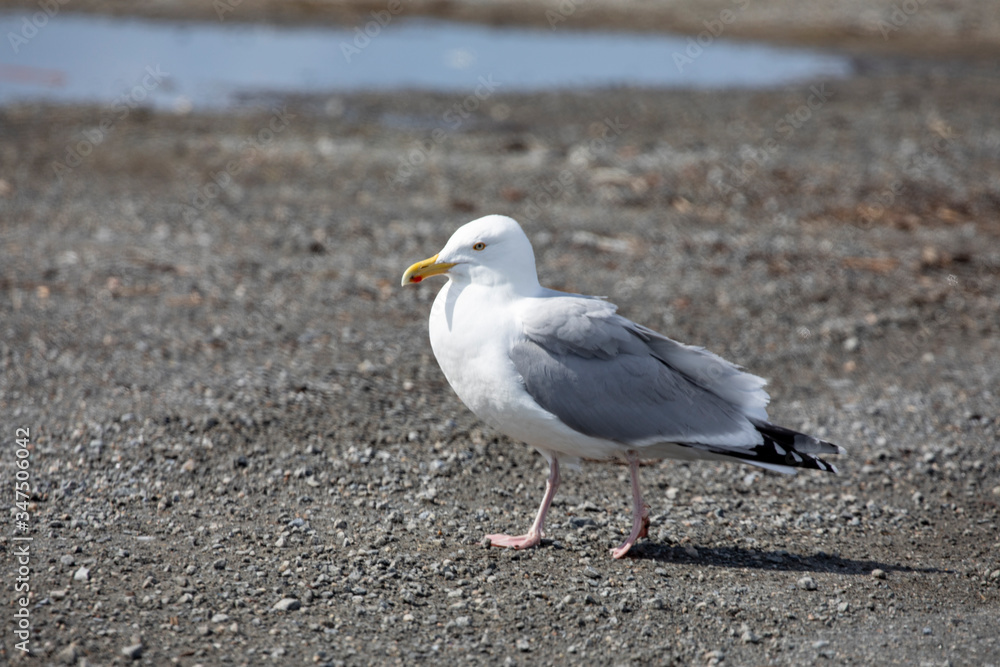 Seagulls who are looking for husband