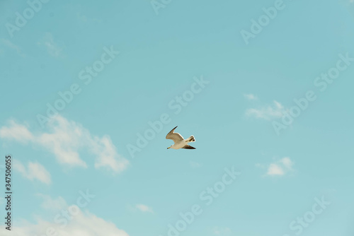 Gull fly against the blue sky. Blue sky  white clouds and gull. The gull flies away.