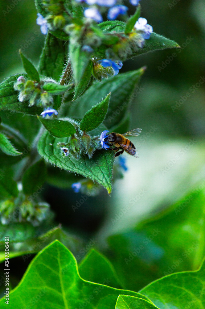 Fototapeta premium wasp on a leaf