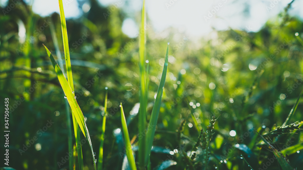 green wheat field