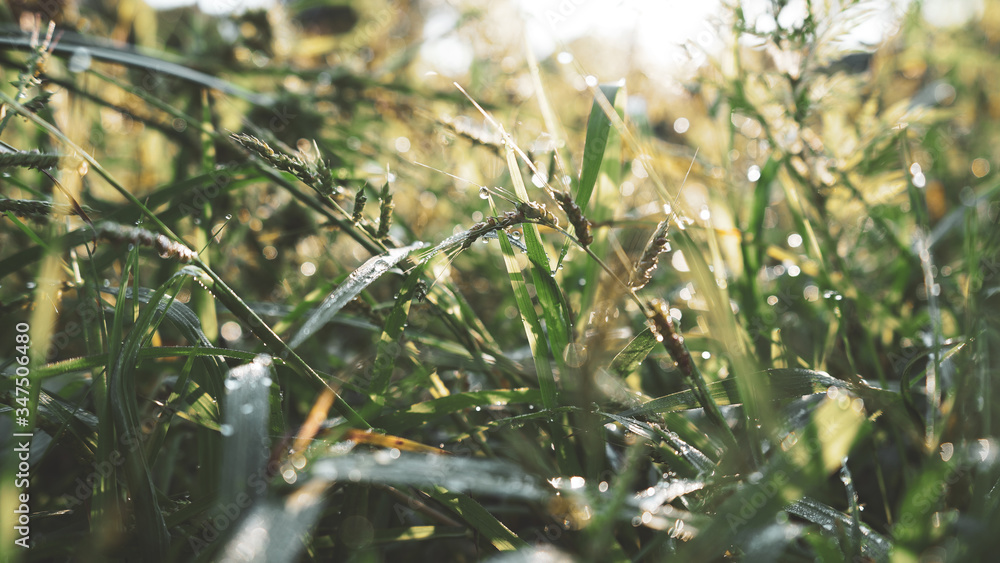 grass in the wind grass in the wind
