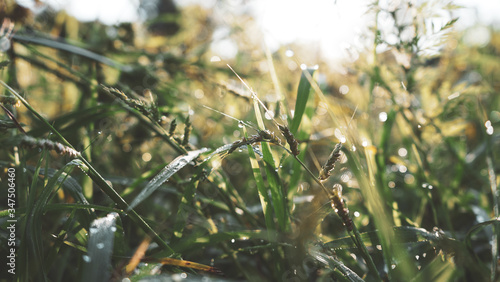 Wallpaper Mural grass in the wind Torontodigital.ca
