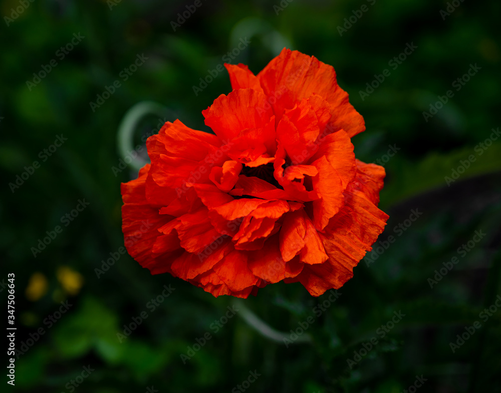 Beautiful decorative red poppy flower