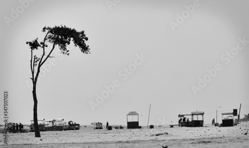 alone tree black and white  on  bakkhali sea beach, west bengal, india, at 12 noon, 12th march, 2018 photo