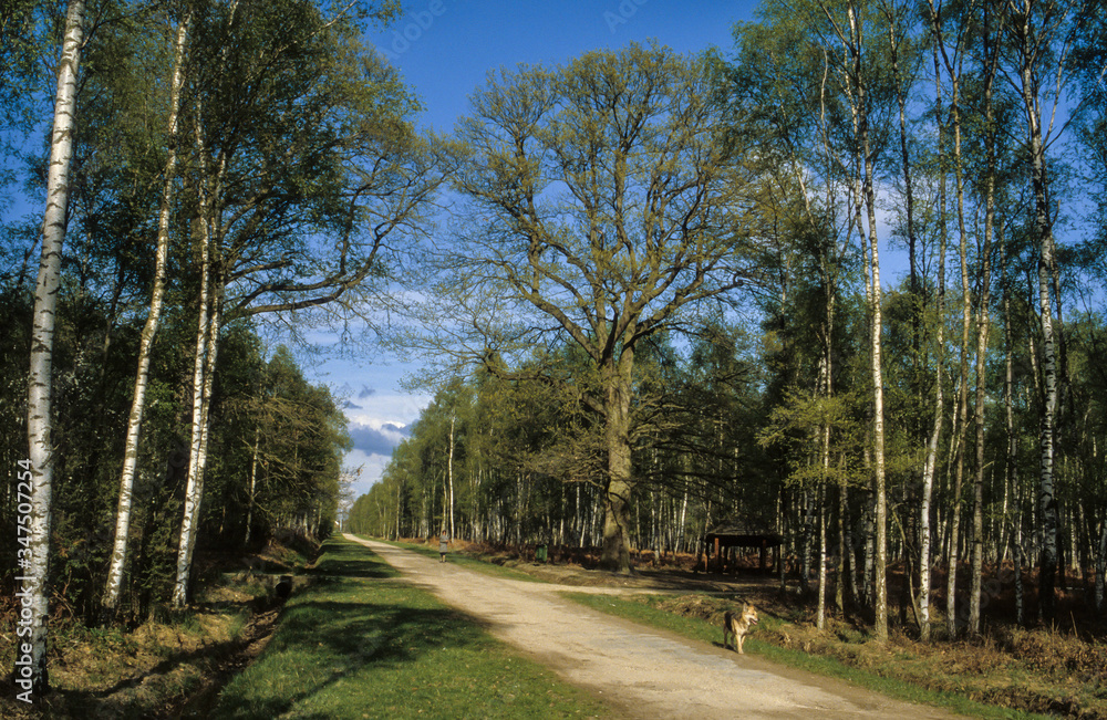Bouleau verruqueux, Betula pendula, Forêt de Sénart, Essonne, 91 Bouleau verruqueux, Betula pendula, Forêt de Sénart, Essonne, 91