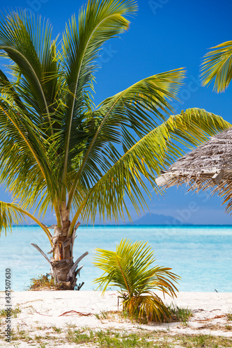 Little Palm Tree On Beach, Antigua