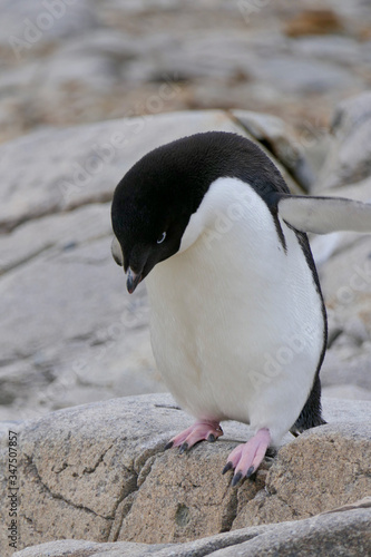 Cute adelie penguin ready to jump, closeup in penguin colony, Antarctica