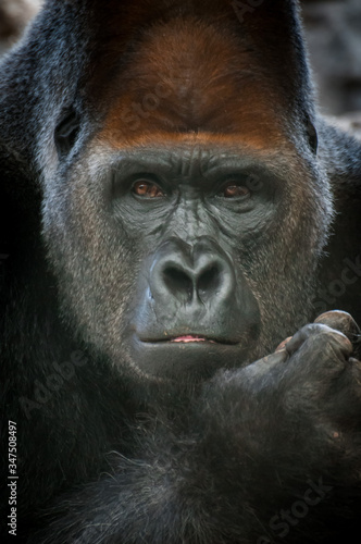 Fototapeta Naklejka Na Ścianę i Meble -  Portrait of a powerful dominant male gorilla , close-up face.