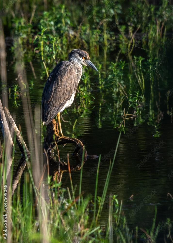 Juvenile Night Heron roosting above the water! Juvenile Night Heron roosting above the water!