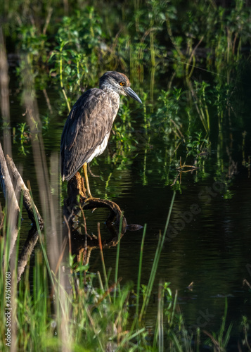 Juvenile Night Heron roosting above the water!