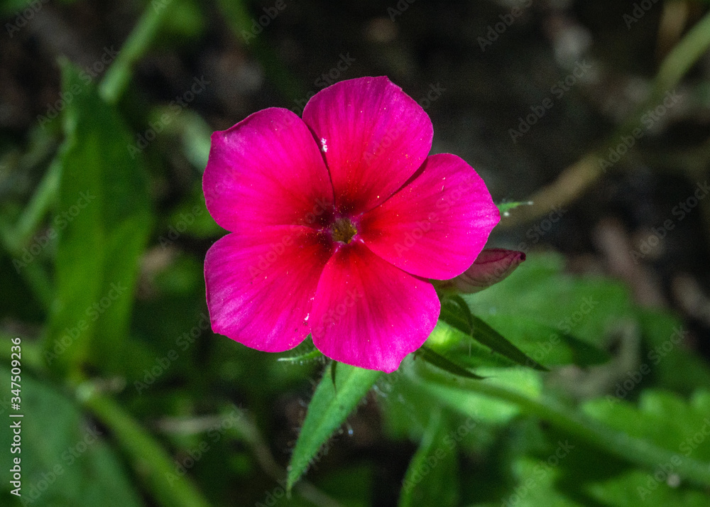 A single Drummond's Phlox at Cullinan Park in Sugarland! A single Drummond's Phlox at Cullinan Park in Sugarland!