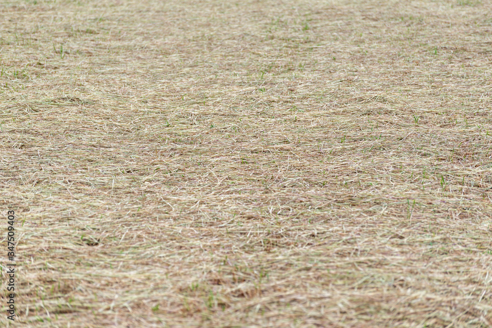 Tilled field with animal food Tilled field with animal food